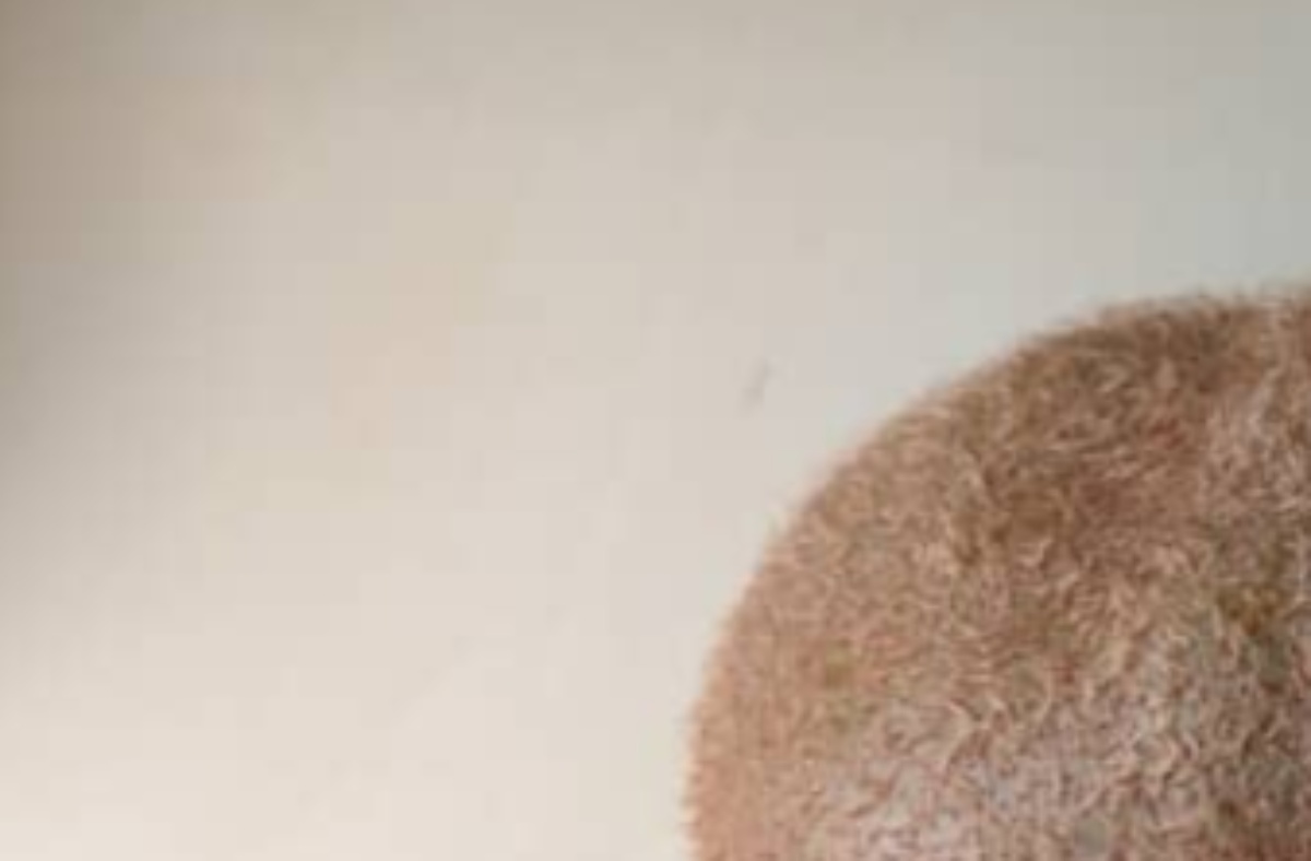 変な形の“キモいキウイ”を切る→中身は……「すぅぅぅごい！」　不気味すぎる驚がくの中身に「現実がバグったような」「鳥肌立った」（1/3） | ライフスタイル ねとらぼ