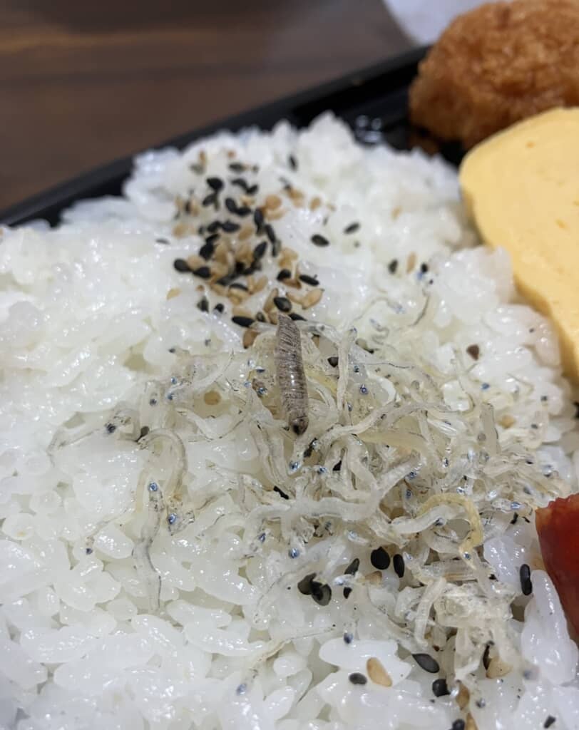 ちりめんじゃこに紛れ込んでいた白いダンゴムシらしき生き物