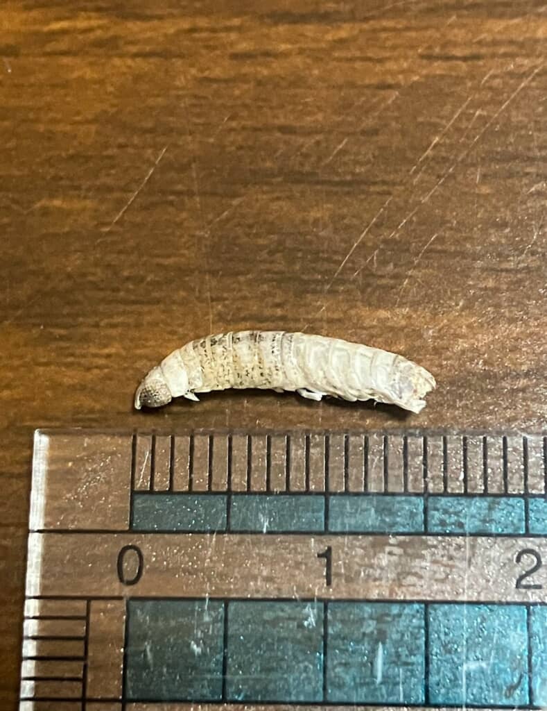 体長1.5センチほどの白いダンゴムシらしき生き物