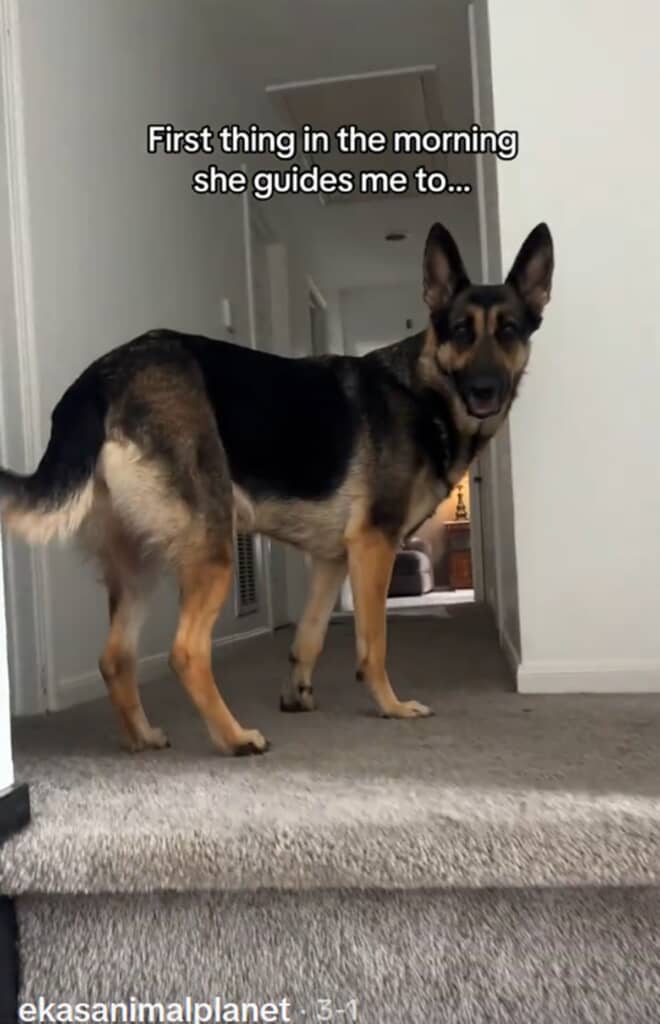 毎朝飼い主を導いてある部屋に行くジャーマン・シェパード