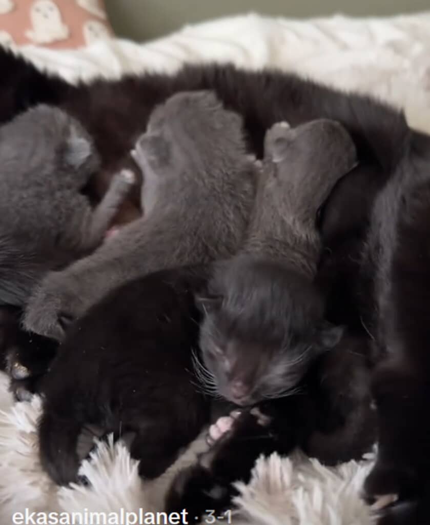 部屋にいたのは赤ちゃんを産んだ親友の同居猫