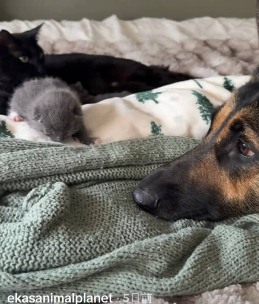 小さな子猫を見守るジャーマン・シェパード