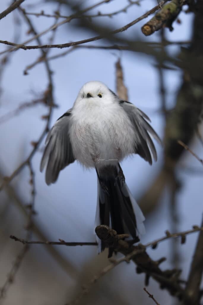 正面から見るともふもふさが際立つシマエナガ