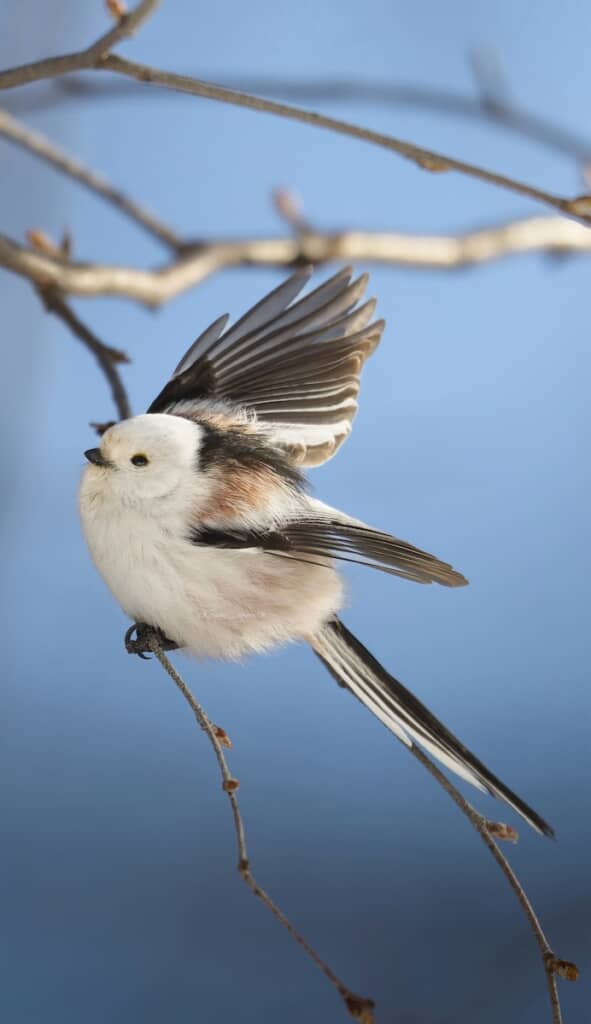 羽ばたこうとするシマエナガ。鳥ならではの美しいフォルム