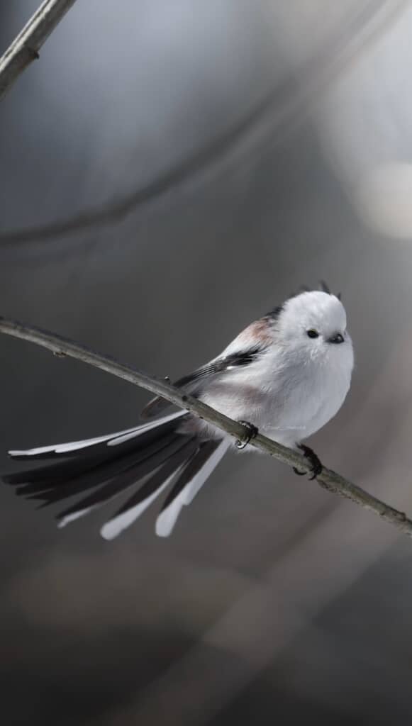 枝にとまっているだけでも画になるシマエナガ