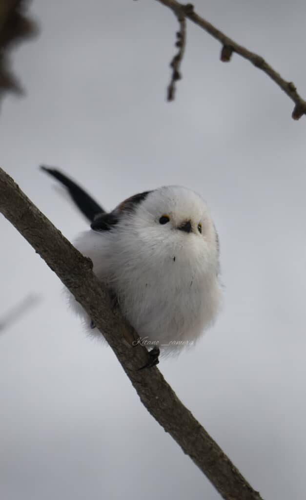 かわいいだけでなく、力強さも感じる冬のシマエナガの姿