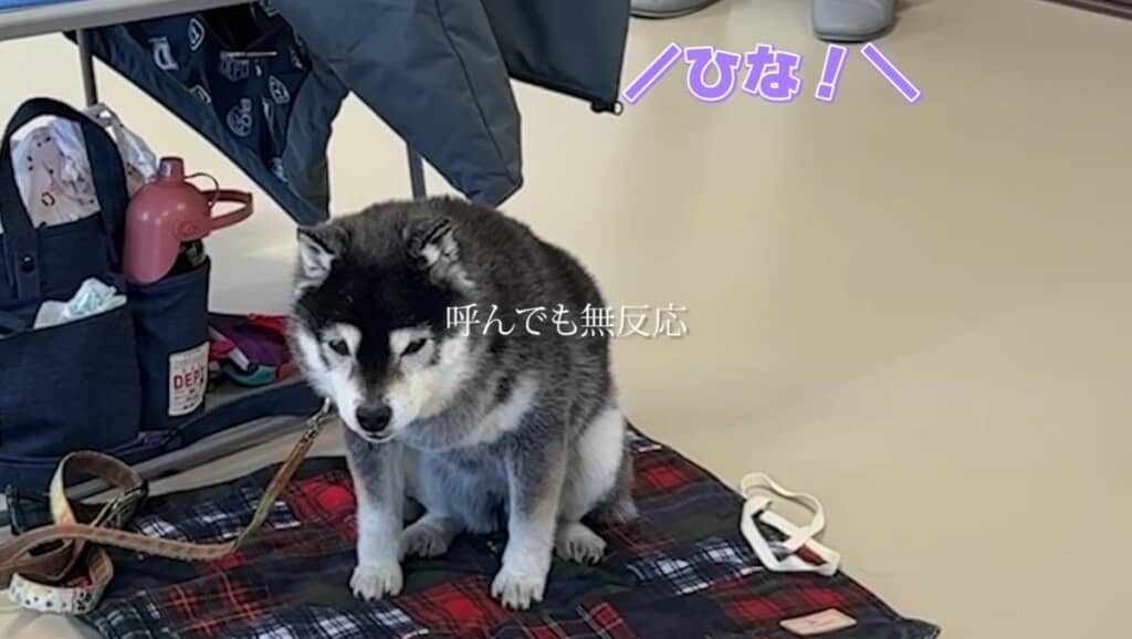 まずは何もつけないでひなちゃんを呼んでみます