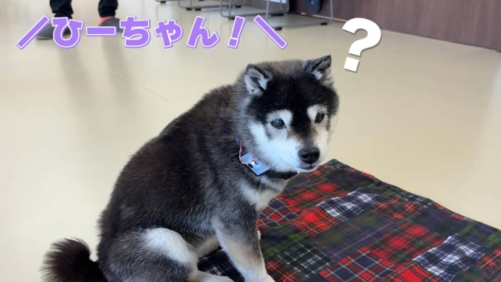 首輪の振動に「？」となるひなちゃん