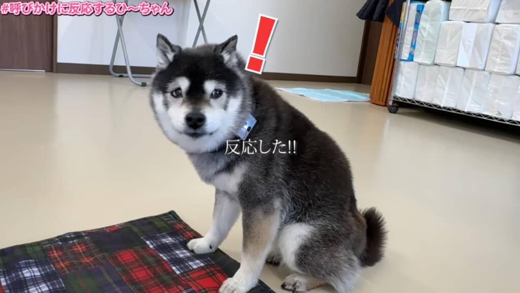 首輪の振動にしっかり反応