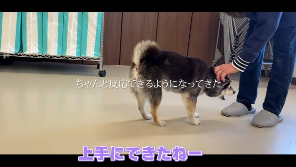 最終的には、飼い主さんの声にしっかり反応するように