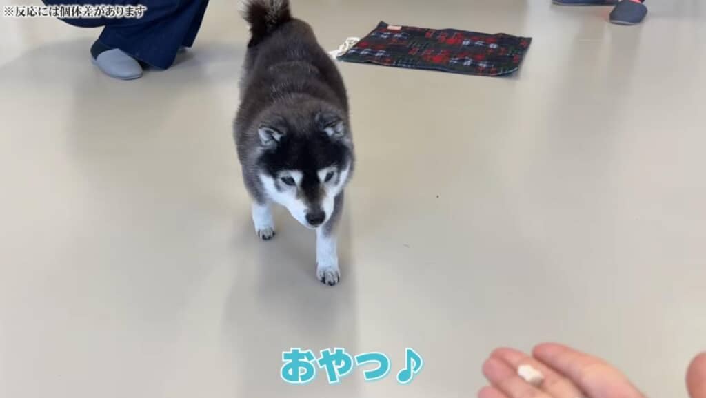 難聴うさぎさんとも仲良くなったひなちゃん