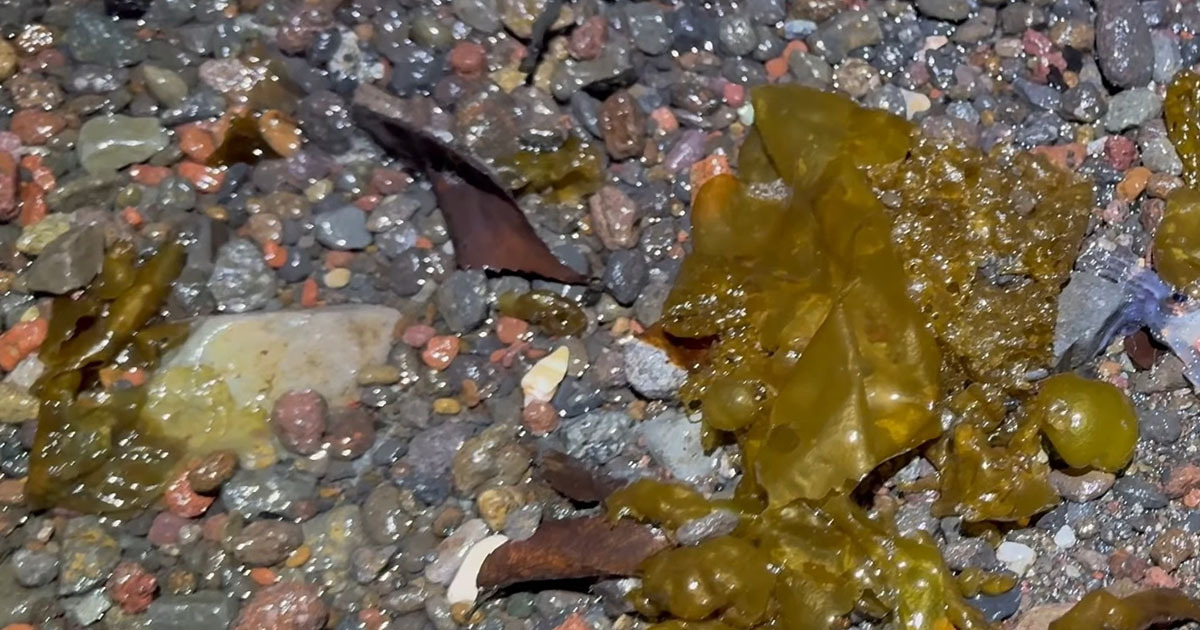 静岡の浜辺で“10年に一度レベル”のありえない光景　打ち上がった生物に「びっくりですね」「かなりいっぱい」（1/3） | その他生き物 ねとらぼ
