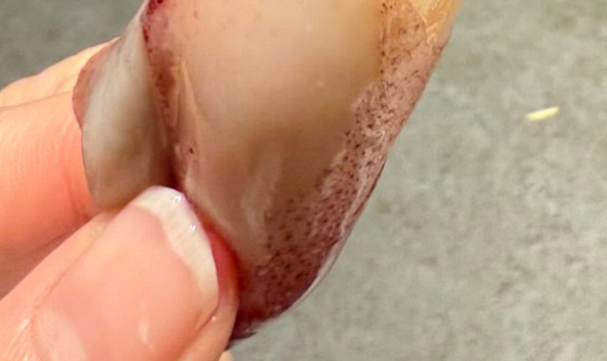 スーパーで買ったゆでヤリイカ→一口かじった瞬間…… 思わぬ中身に「むしろ当たりです」「いつもコレ狙ってる」(1/3) | その他生き物 ねとらぼ