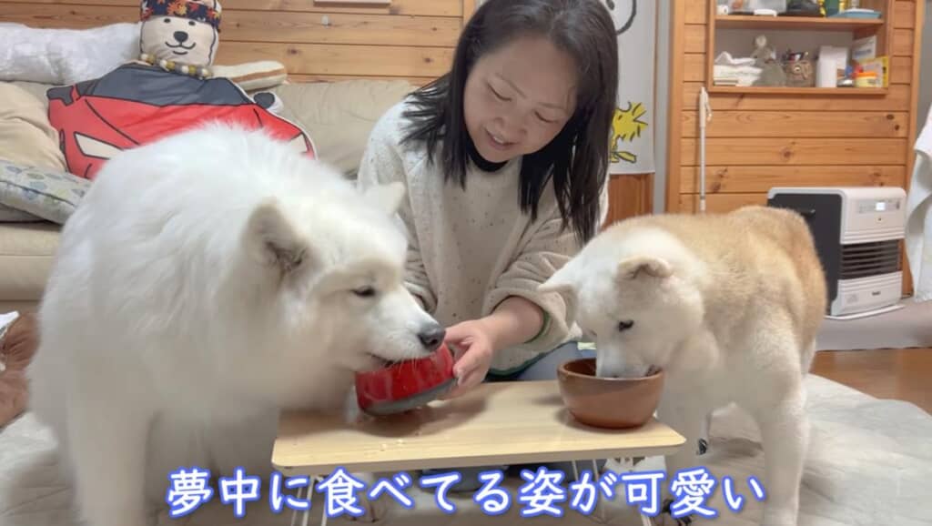 ごはんに夢中な姿に一安心です