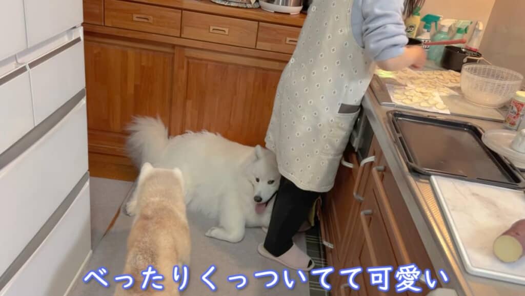 いい匂いにソワソワする2匹