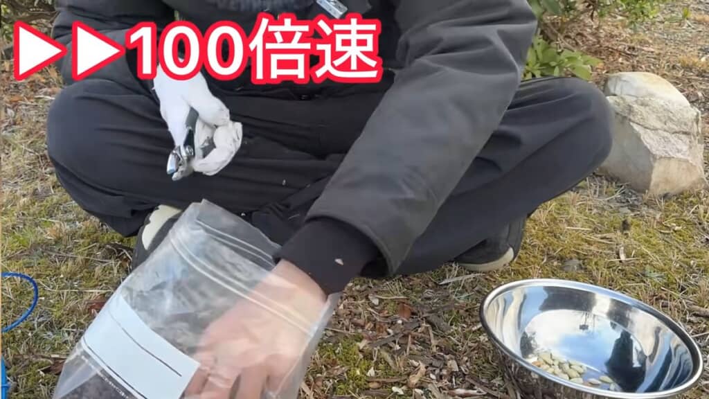 ひたすらスダジイの殻をむく