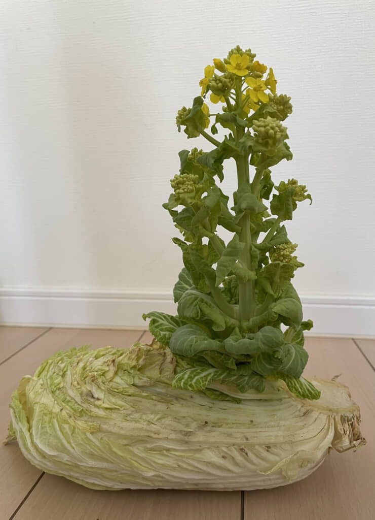 すごい成長……！