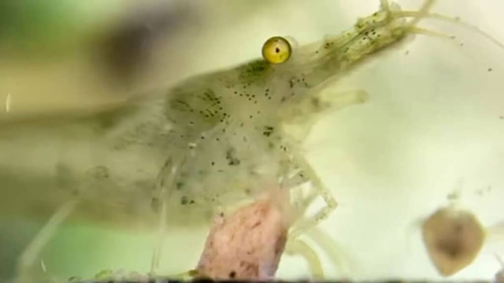 画面右側からやって来た丸い生き物