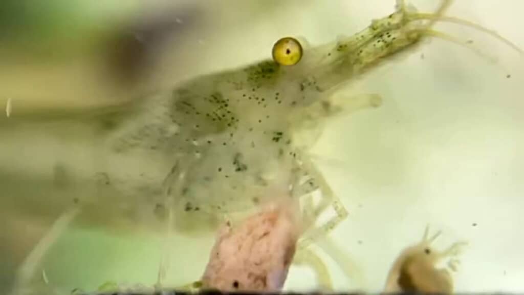 画面右下で移動をやめたオオミジンコ