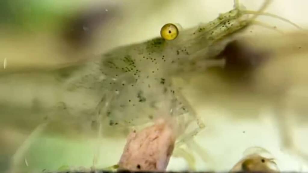 画面右下から離れないオオミジンコ