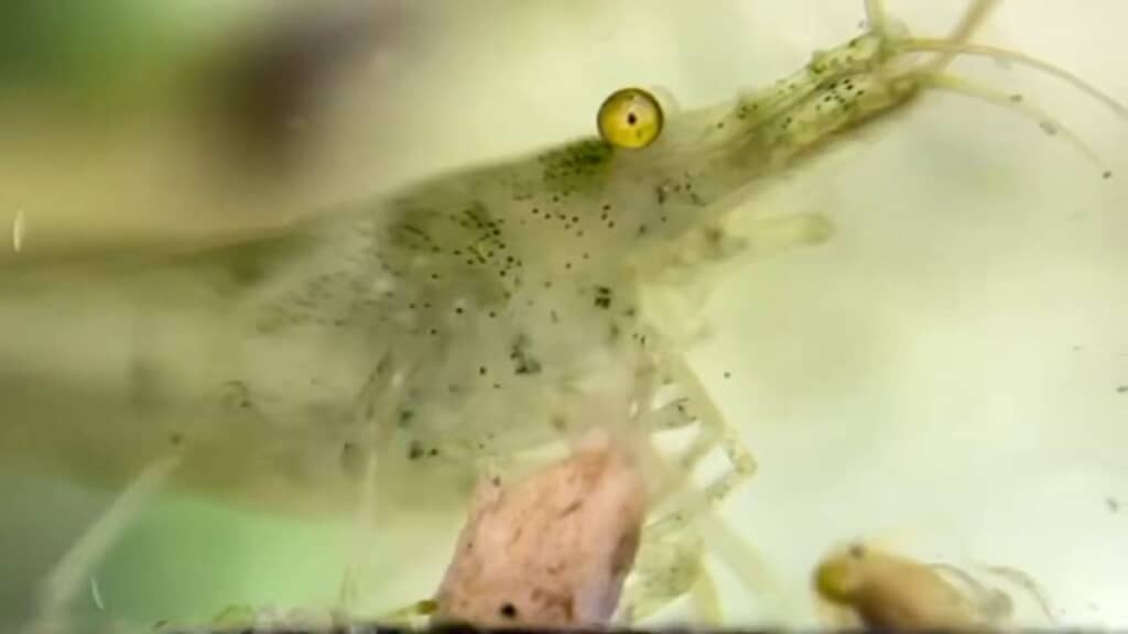 体を大きくそらしたオオミジンコ