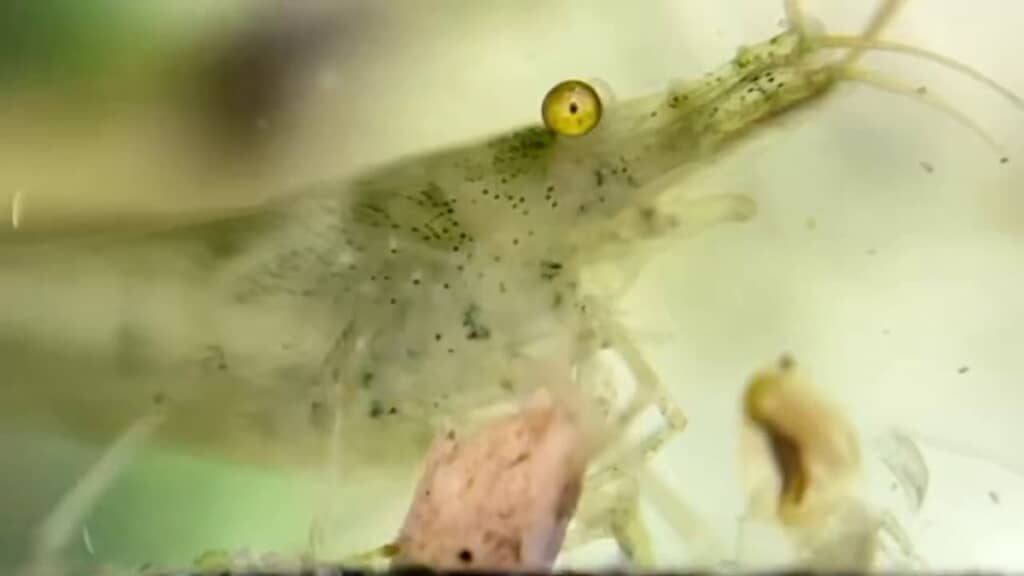 のけぞった体勢で上昇し始めたオオミジンコ