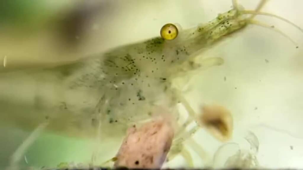 脱皮したオオミジンコと脱ぎ捨てられた皮、ずっと食事していたエビ