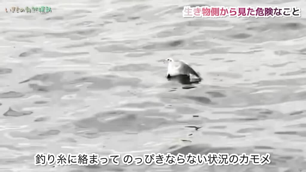 海面に浮かんでもがいていたカモメ
