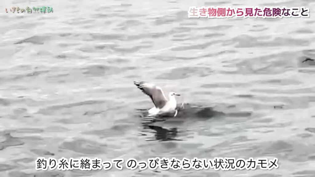 釣り糸が引っかかったもよう
