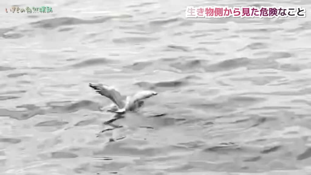 羽ばたいてみても飛べない……
