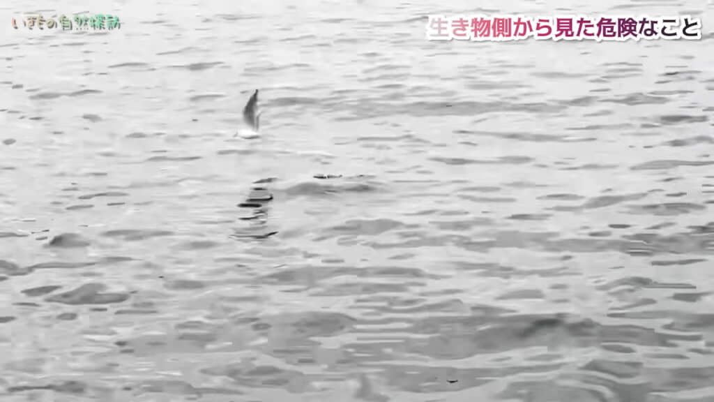 あっ、飛んだ！
