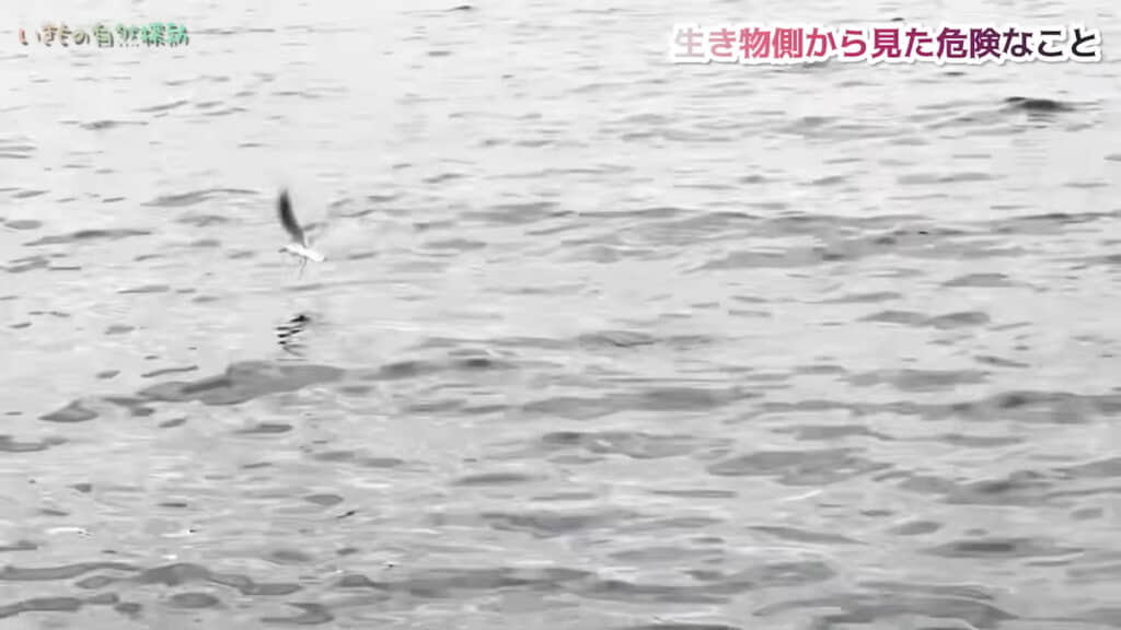 元気に飛んでいく
