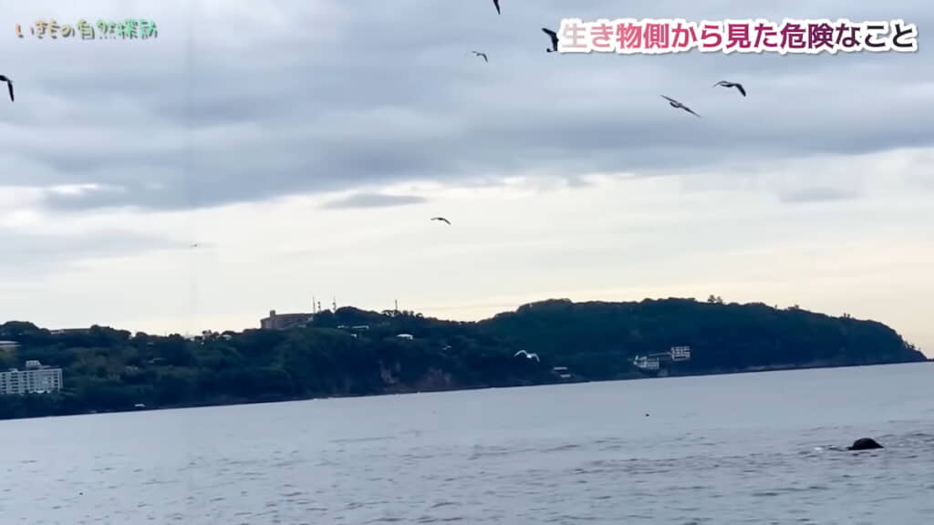 群れに無事合流
