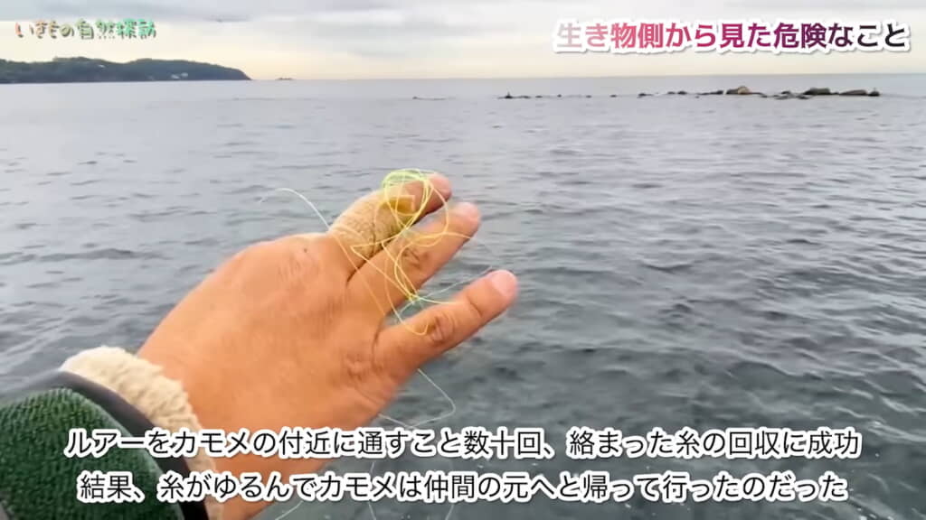 カモメにからまっていた釣り糸
