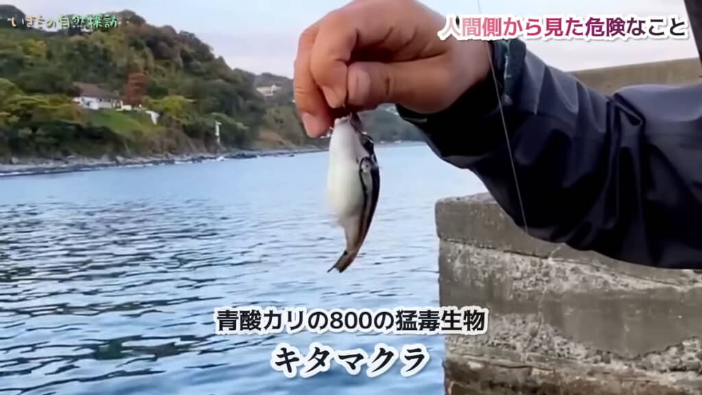 キタマクラ（北枕）と呼ばれるフグの一種を釣る
