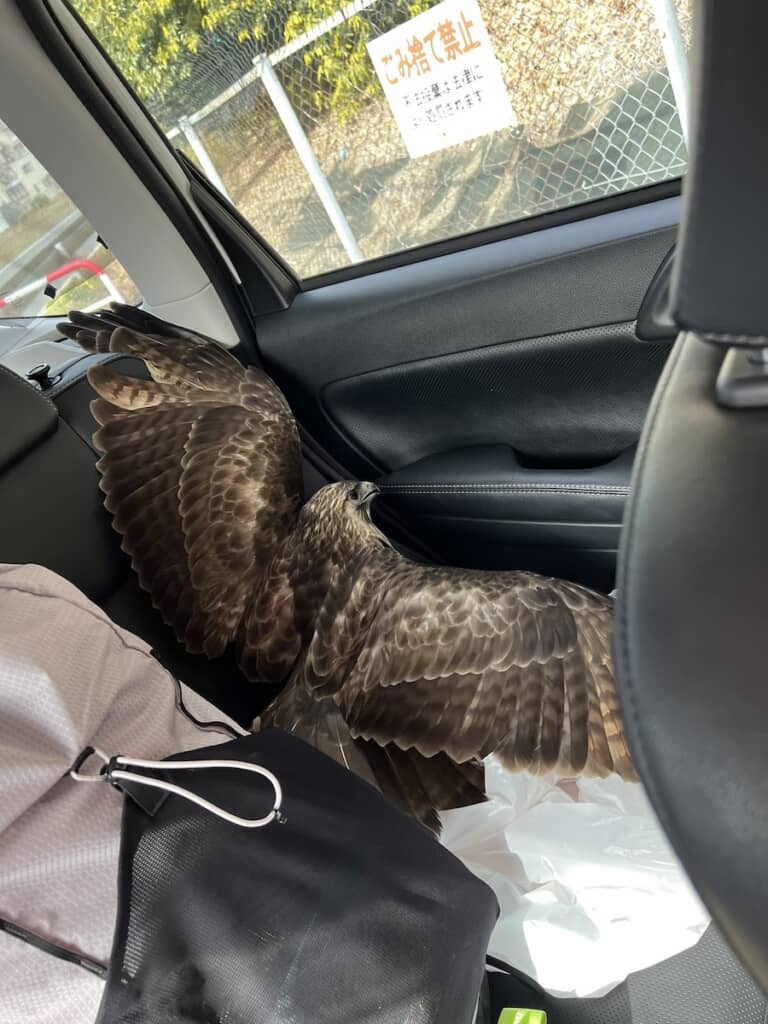 トンビが車内に!?