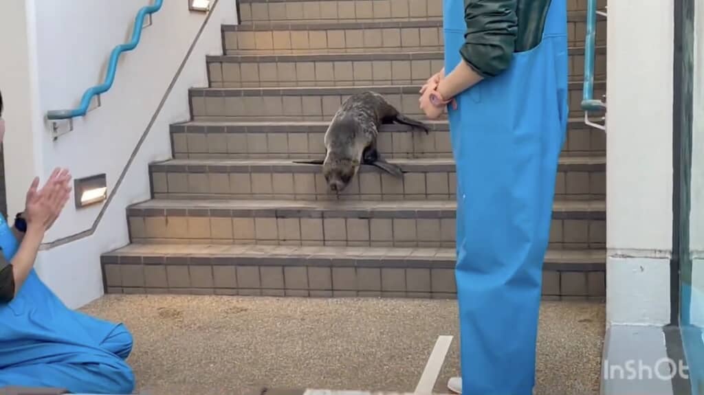 頑張って階段を下り始めました