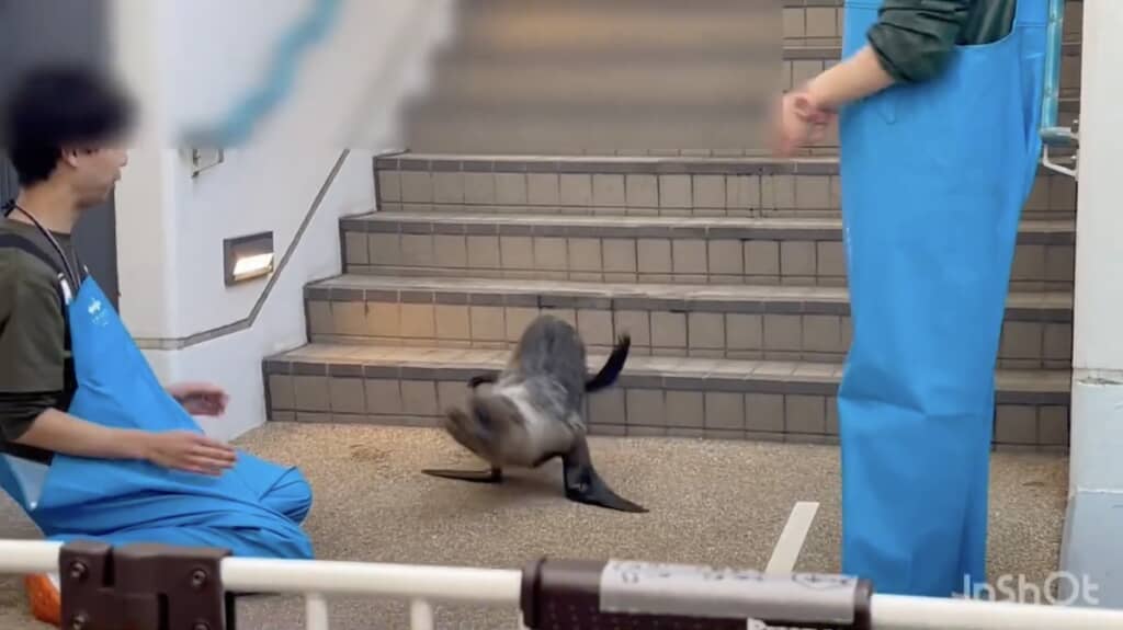 無事、階段を下りきったちのわちゃん