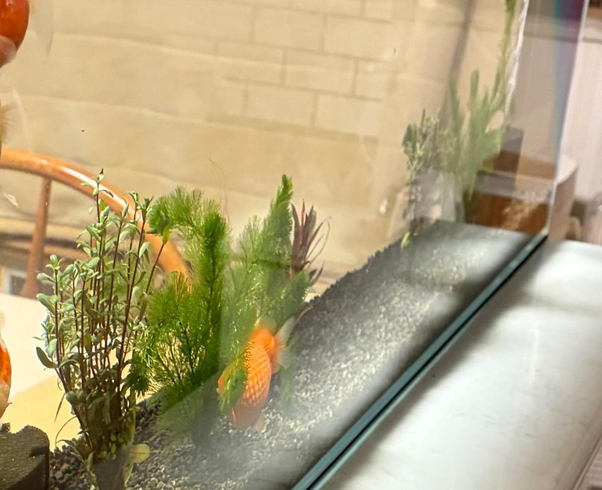 1メートル超えの大きな水槽で泳ぐ金魚→飼い主がふと見ると……　思わぬ光景に「想像の100倍かわいかった」と430万表示（1/3） | その他生き物 ねとらぼ