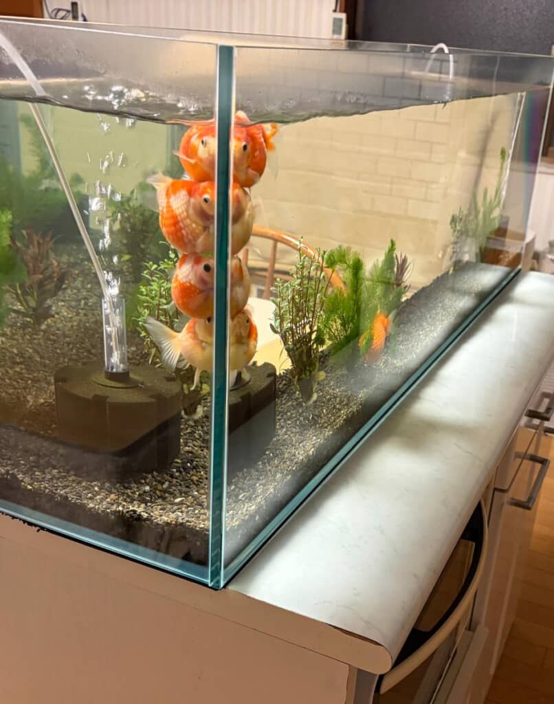 「もっとあっちで泳ぎなさいよ」な光景