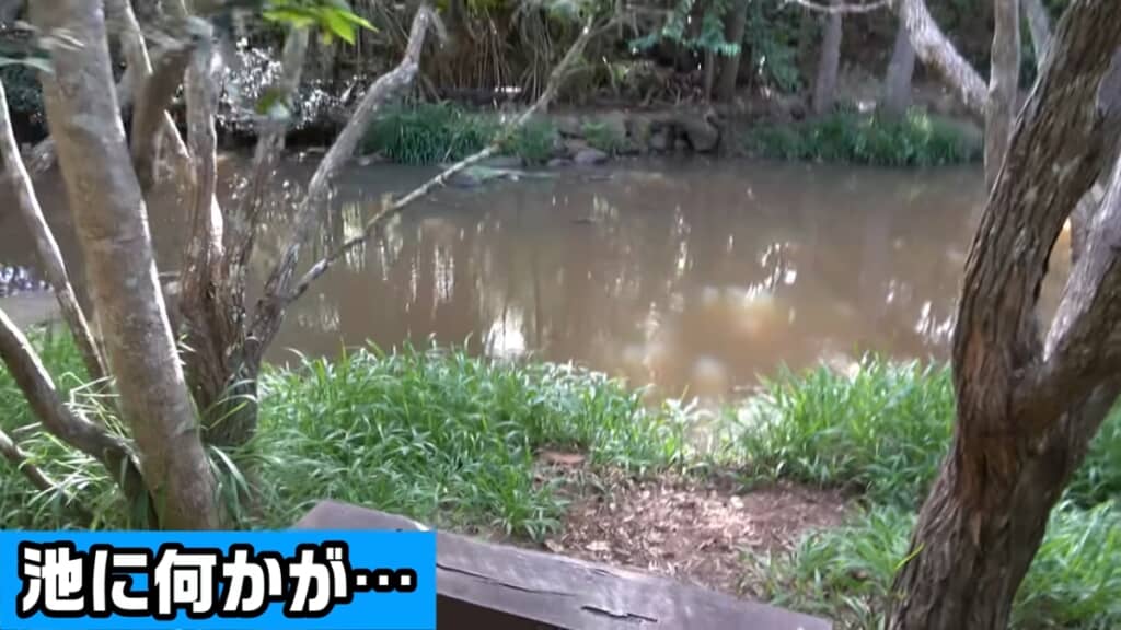 池の水面がぶくぶくしています