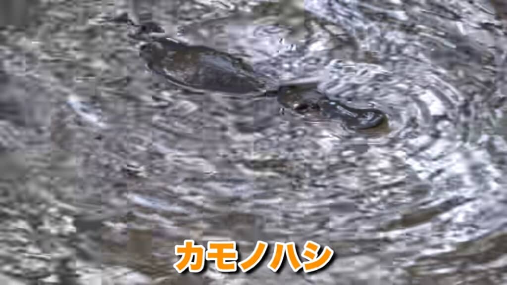 野生のカモノハシを発見！