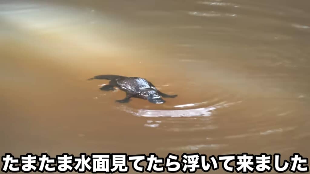 水かきを使って