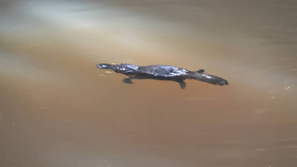 優雅に泳いでいます