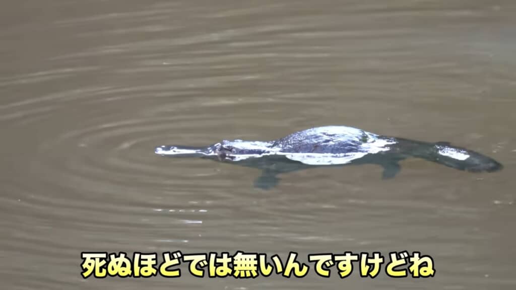 動画内ではカモノハシの生態も学べます