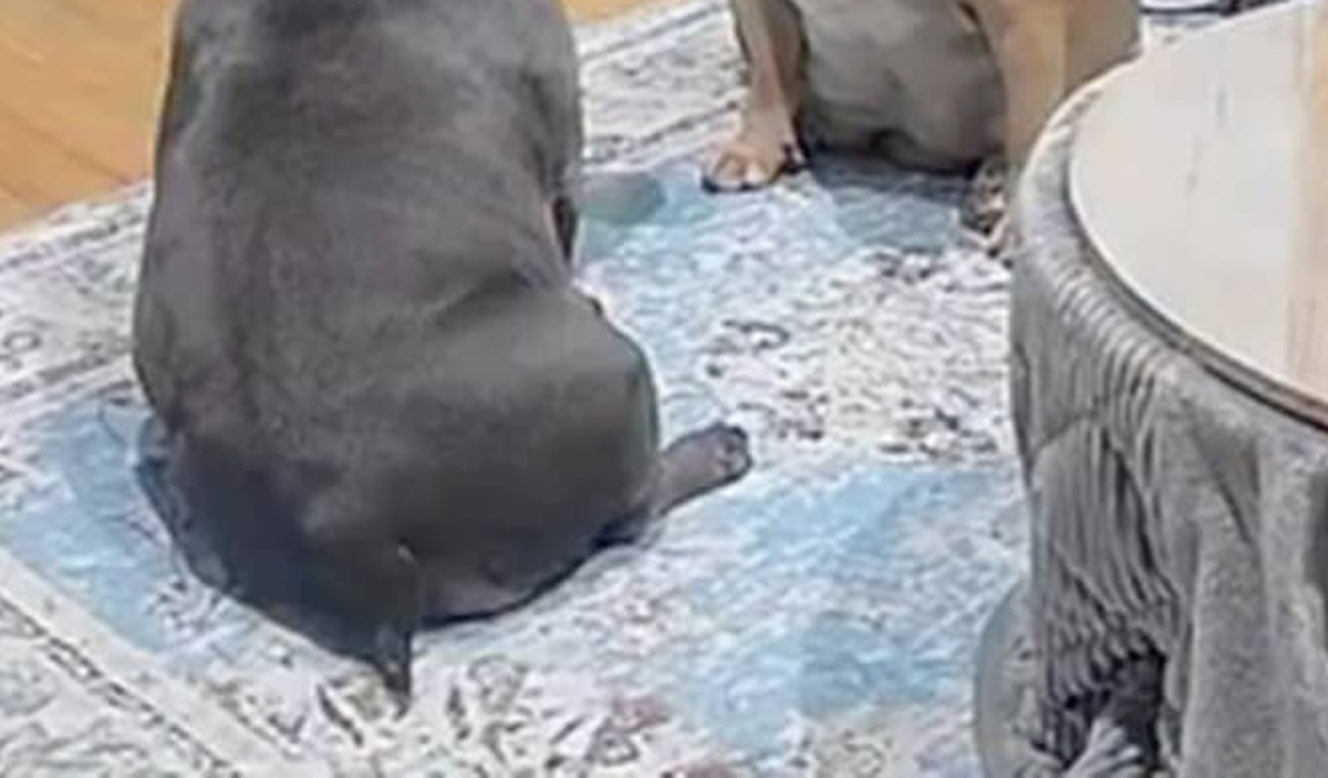 外出中、ペットカメラで愛犬たちをのぞくと……「アカン」　まさかの光景が210万再生「めっちゃ笑いましたｗ」　（2/3） | 犬 ねとらぼ