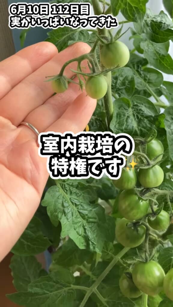 鈴なりになった未熟なトマトの実