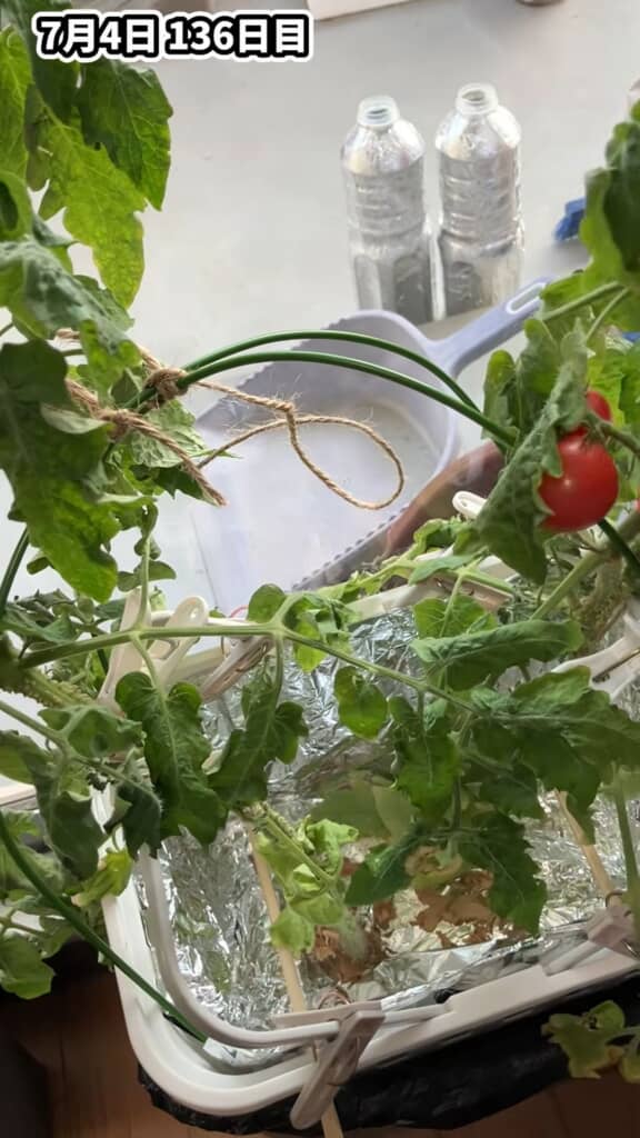 しおれてしまった株