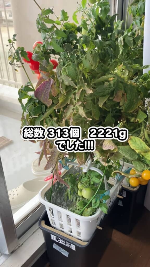 338日間で313個、2221グラムの実を手に入れた