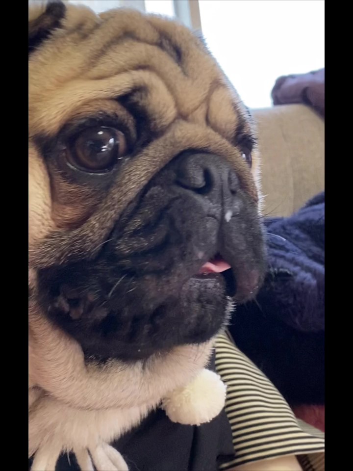 パグのとんちゃん